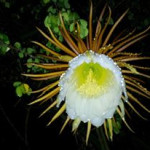 The cirrus cactus flower comes from the cirrus cactus which blooms once a year at night. The flower is then pollinated by bats and the fruit called Dragon Fruit.