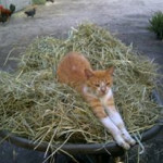 My kitty Pearl stetched out on the hay. They know how to find the most comfortable spots.