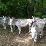 Some of the wild donkeys on the island. Most of this group had been gelded and set back loose.
