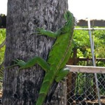  Iguana aplenty, especially in the Cruz Bay/ Westin area. Some out here who call Coral Bay home brighten up the place.