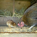 A young hen with her new born.
