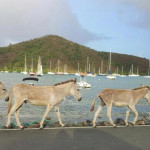 More wild donkeys on parade in front of Coral Harbor and historic Fortsburg in the background.