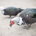 This good looking pair of Muscovie ducks are also efficient bug controllers and add an element of entertainment to the corral.