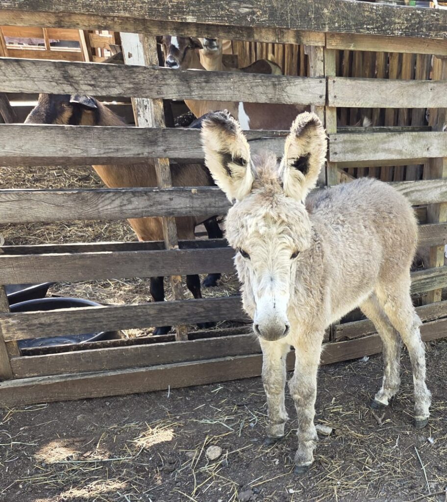 Young donkey at Carolina Corral