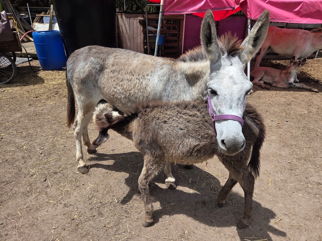 Donkey at Carolina Corral